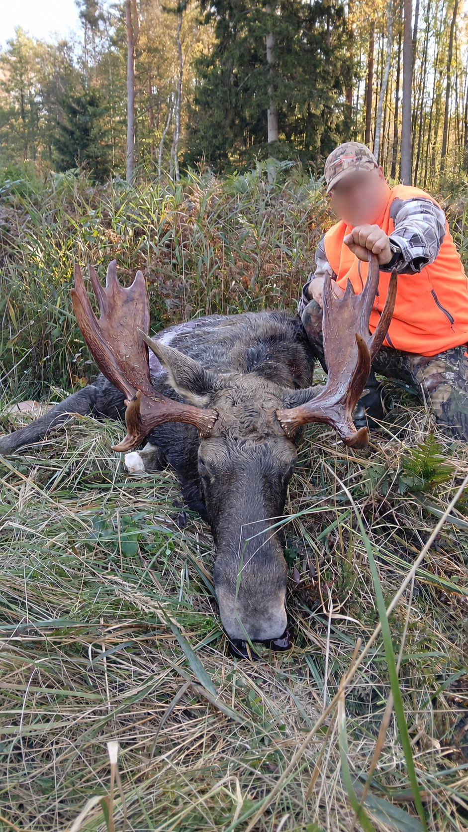 Hunter beside a harvested moose in the forest